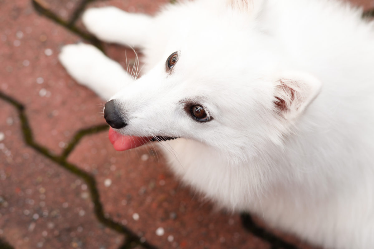 愛犬とモデル体験
